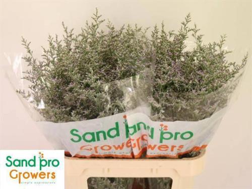 Limonium 'Misty Blue'