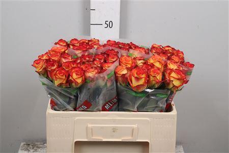 Rosa grootbloemig Firefox