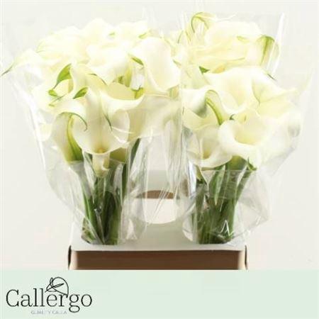 Zantedeschia 'White Present'