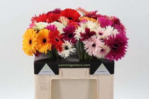 Gerbera grootbloemig gemengd