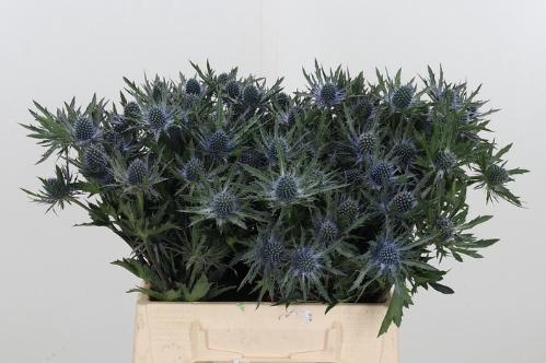 Eryngium Orion Questar