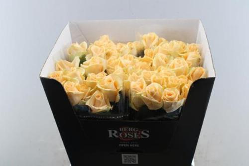 Rosa grootbloemig Avalanche Peach+