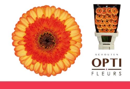 Gerbera mini Colori
