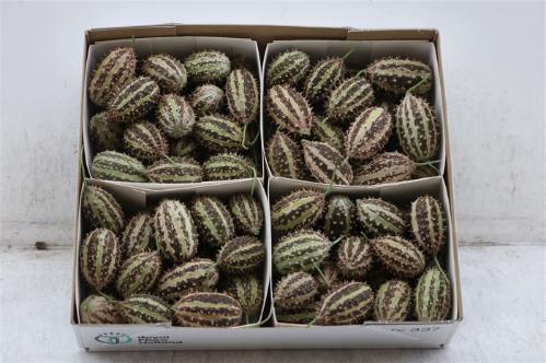 Cucumis hirsutus