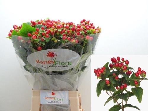 Hypericum inodorum Magical Triumph