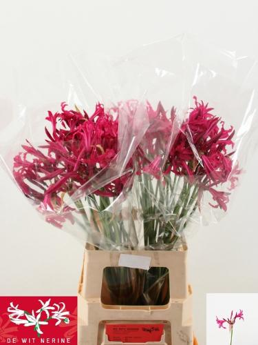 Nerine Bowdenii Grp 'Sanne'