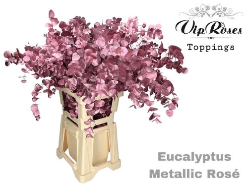 Eucalyptus cinerea kleurbehandeld per bos H%