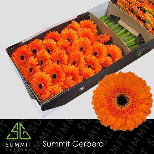 Gerbera grootbloemig 'Bonanza'