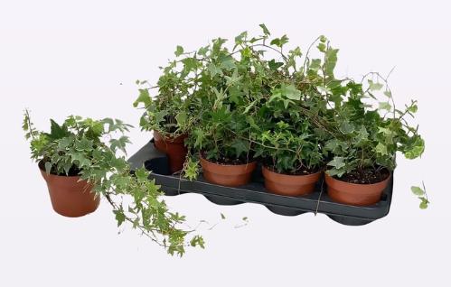 Hedera helix gemengd