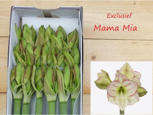 Hippeastrum (Galaxy Grp) 'Mama Mia'