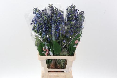 Delphinium Belladonna Grp enkelbloemig Donna