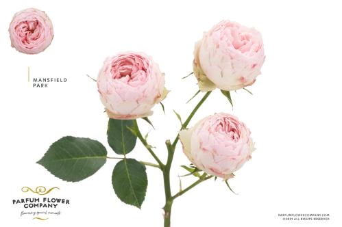 Rosa tros Mansfield Park