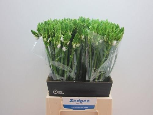 Ornithogalum thyrsoides overig