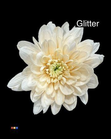 Chrysanthemum Indicum Grp tros kas kleurbehandeld H%