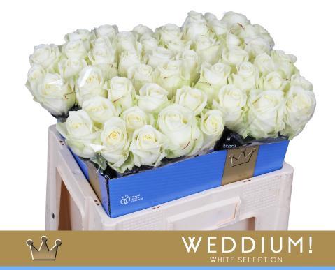 Rosa grootbloemig Avalanche+