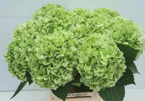 Hydrangea macrophylla 'Ivoor' (classic)