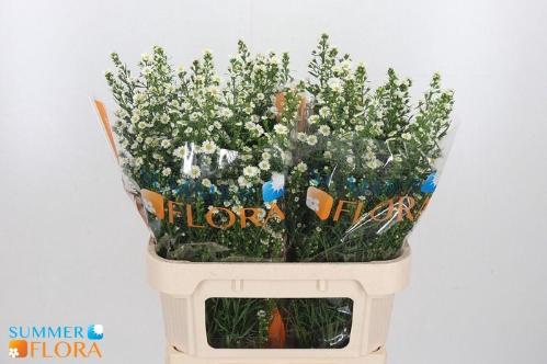 Aster Universum Grp 'Paquita'