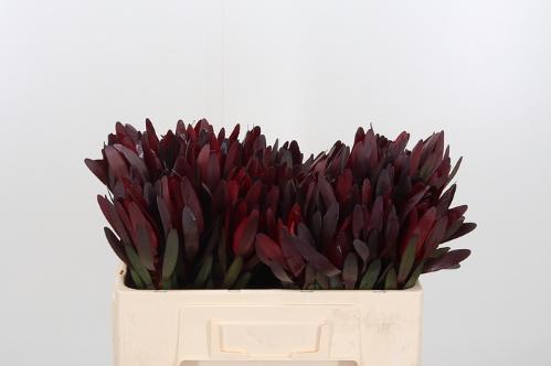 Leucadendron 'Safari Sunset'