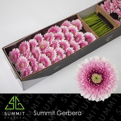 Gerbera Pomponi Tracy