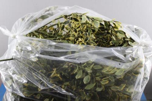 Ilex (bont) per kilo