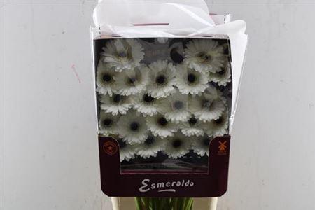 Gerbera mini Yuta
