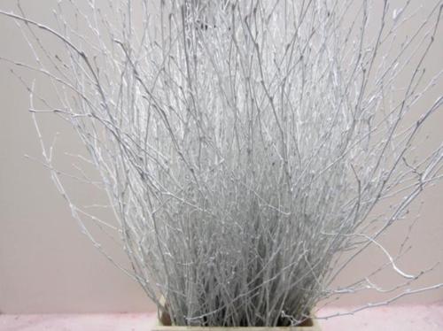 Betula kleurbehandeld H%