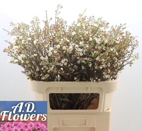 Chamelaucium micranthum 'Liron'