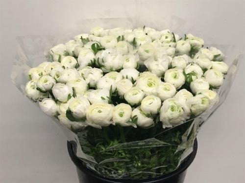 Ranunculus asiaticus 'Elegance White'