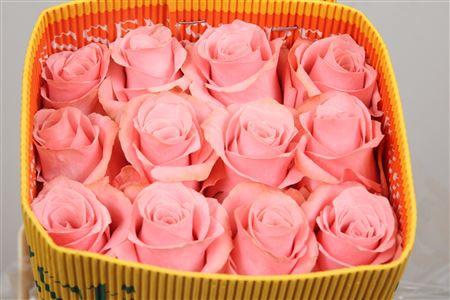 Rosa grootbloemig overig