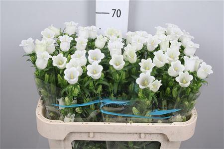 Campanula medium 'Champion White'