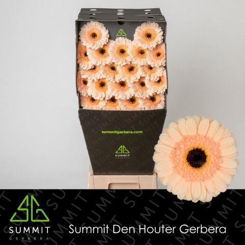 Gerbera mini 'Cafe'