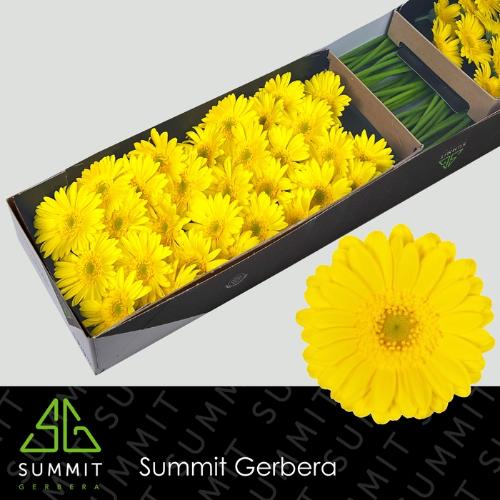 Gerbera mini Moreno
