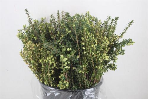 Myrtus communis