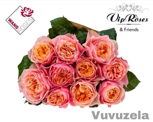 Rosa grootbloemig 'Vuvuzela'