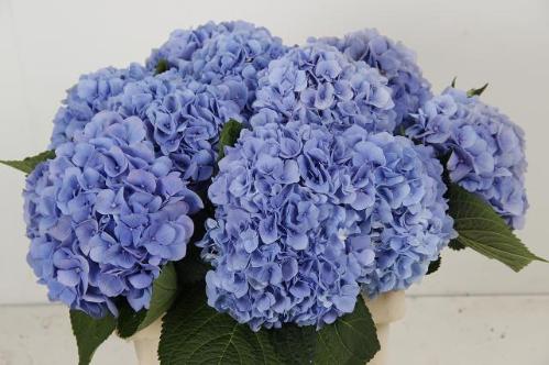 Hydrangea macrophylla 'Hilde Moorhof'