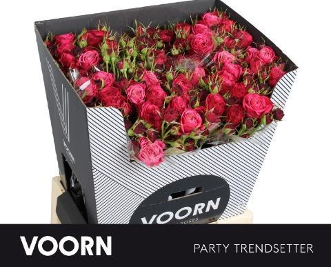 Rosa tros Party Trendsetter