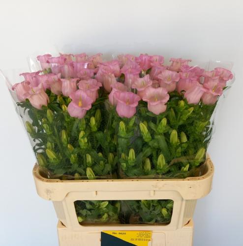 Campanula medium 'Campana Pearl Pink'