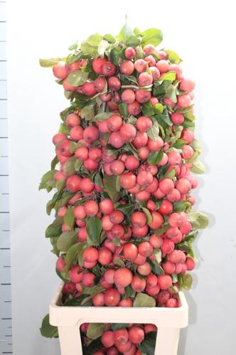 Siervruchten per tak Malus overig