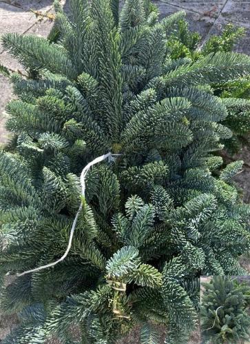 Abies procera Nobilis Blauw per bos