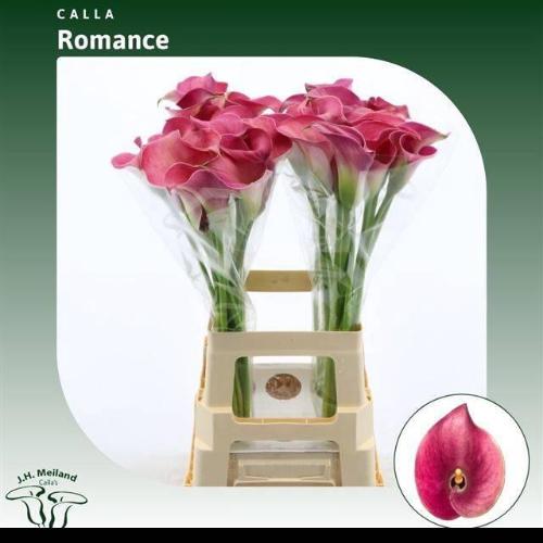 Zantedeschia 'Captain Romance'