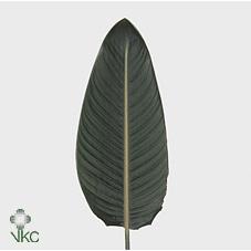 Strelitzia reginae (blad)