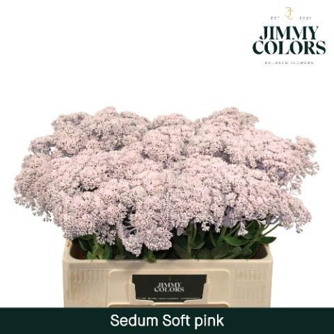 Sedum kleurbehandeld H%