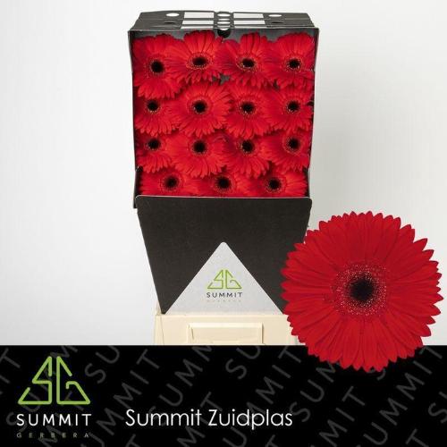 Gerbera grootbloemig 'Blinddate'