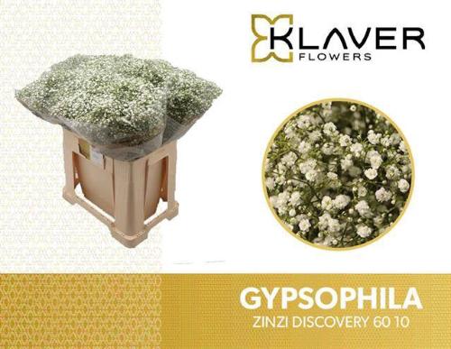 Gypsophila paniculata Zinzi Discovery