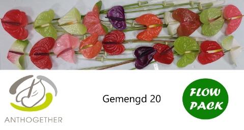 Anthurium Andreanum Grp gemengd
