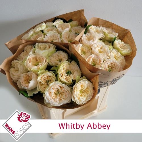 Rosa grootbloemig Whitby Abbey