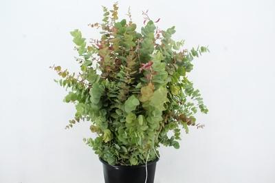 Eucalyptus overig blad