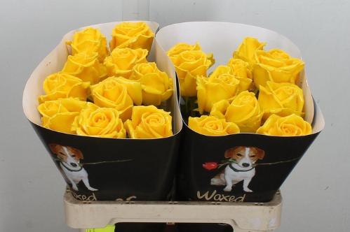 Rosa grootbloemig gewaxt H%