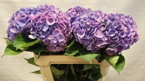 Hydrangea macrophylla 'Bodensee' (blauw)