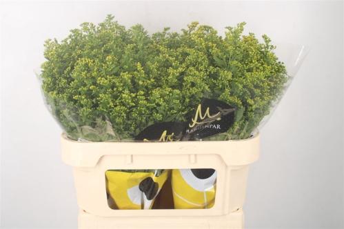 Solidago Carzan Glory